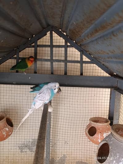 2pair of lovebirds and 1 is buggies male