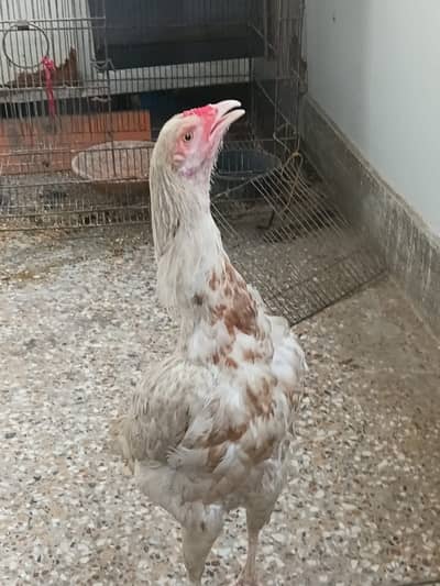 Pure Desi Aseel Hens