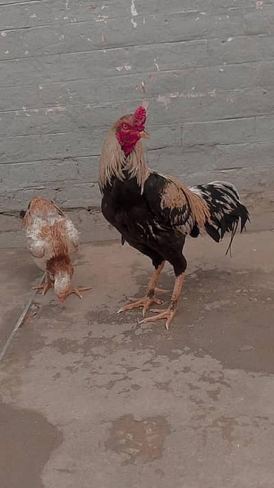 Title: Pure Sindhi Aseel Rooster – Strong & Healthy