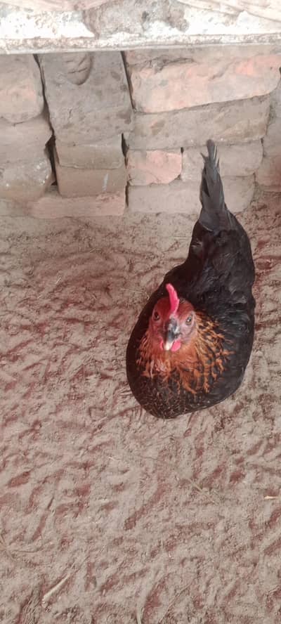 golden misri hens for sale with low price.