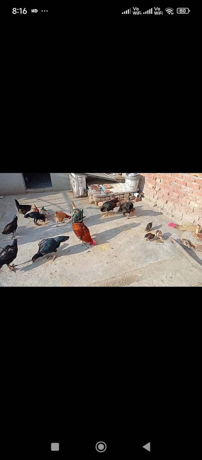 Aseel and desi pair available Aseel Choza 1500