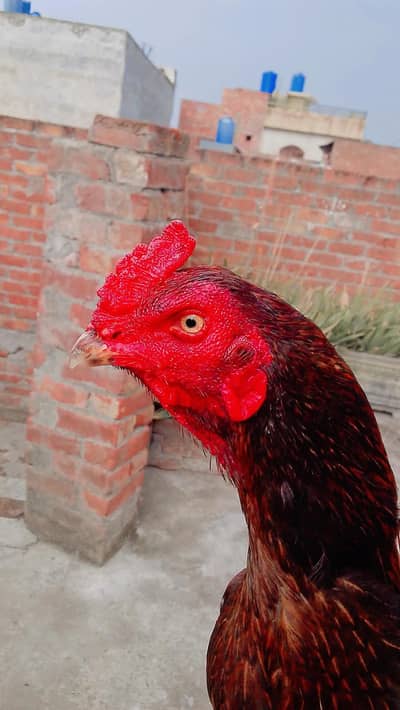 aseel madi pra video yar kisam ki available ha or ak lasani male ha