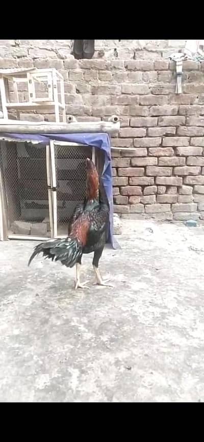 aseel murga for sale  8000 fainal