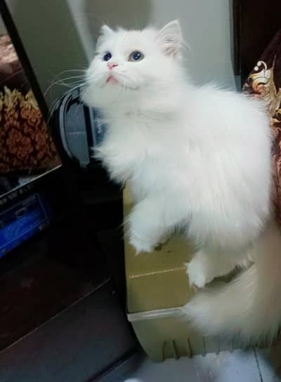 Odd eyes_Extra triple coated