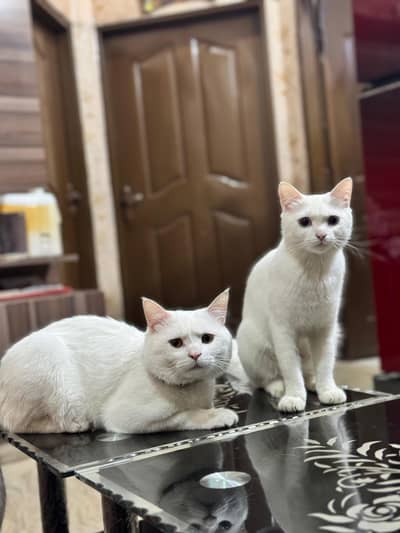 Persian Male Female Breeding Pair for Sale