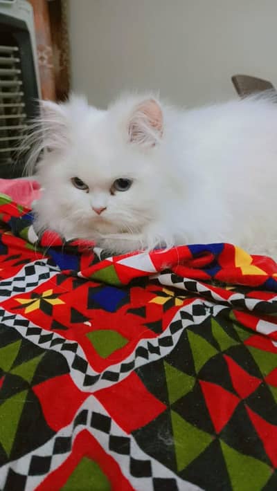 Blue eyes_tripple extra coated