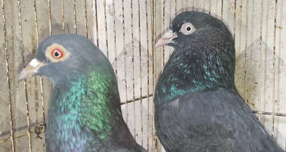 Black Taddy Nar Kamangr Neli Mada. . 0.3. 0.0. 9.7. 0.7. 3.4. 6. .