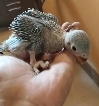 Eid offer ringneck baby for sale Whatsapp: 03333420299