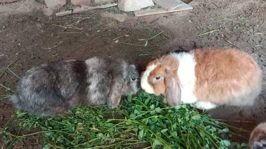 Holland loop breader Female rabbit available