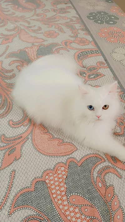 Odd eyes_Extra triple coated