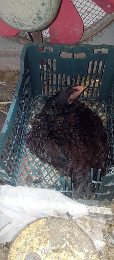 dasi morgyan alvlble EEG lying  and khorkh morgi