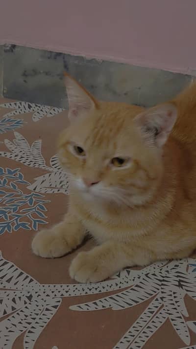 orange cat sale. very kind 