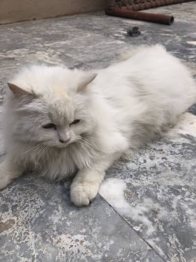 Persian cat