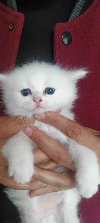 3 Pet White Clr dark Grey Eyes