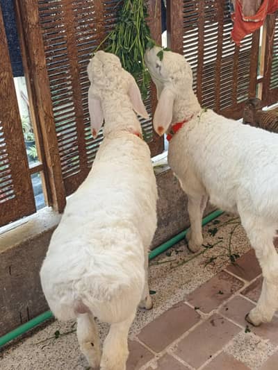 Pure Balkhy Gulabi nasal for sale