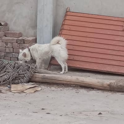 Female Russian Bitch