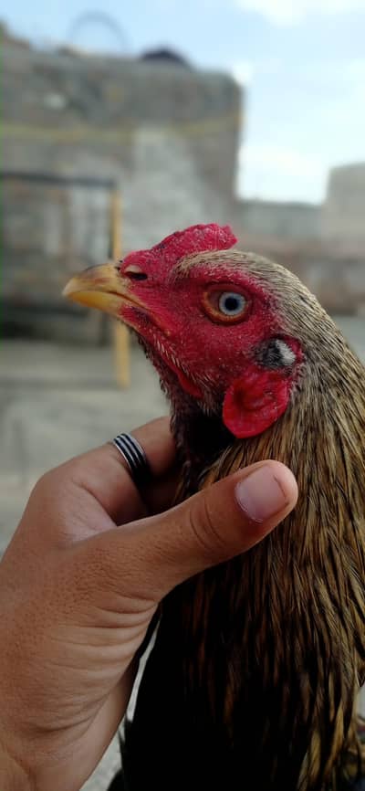 pure aseel JAVA phatha