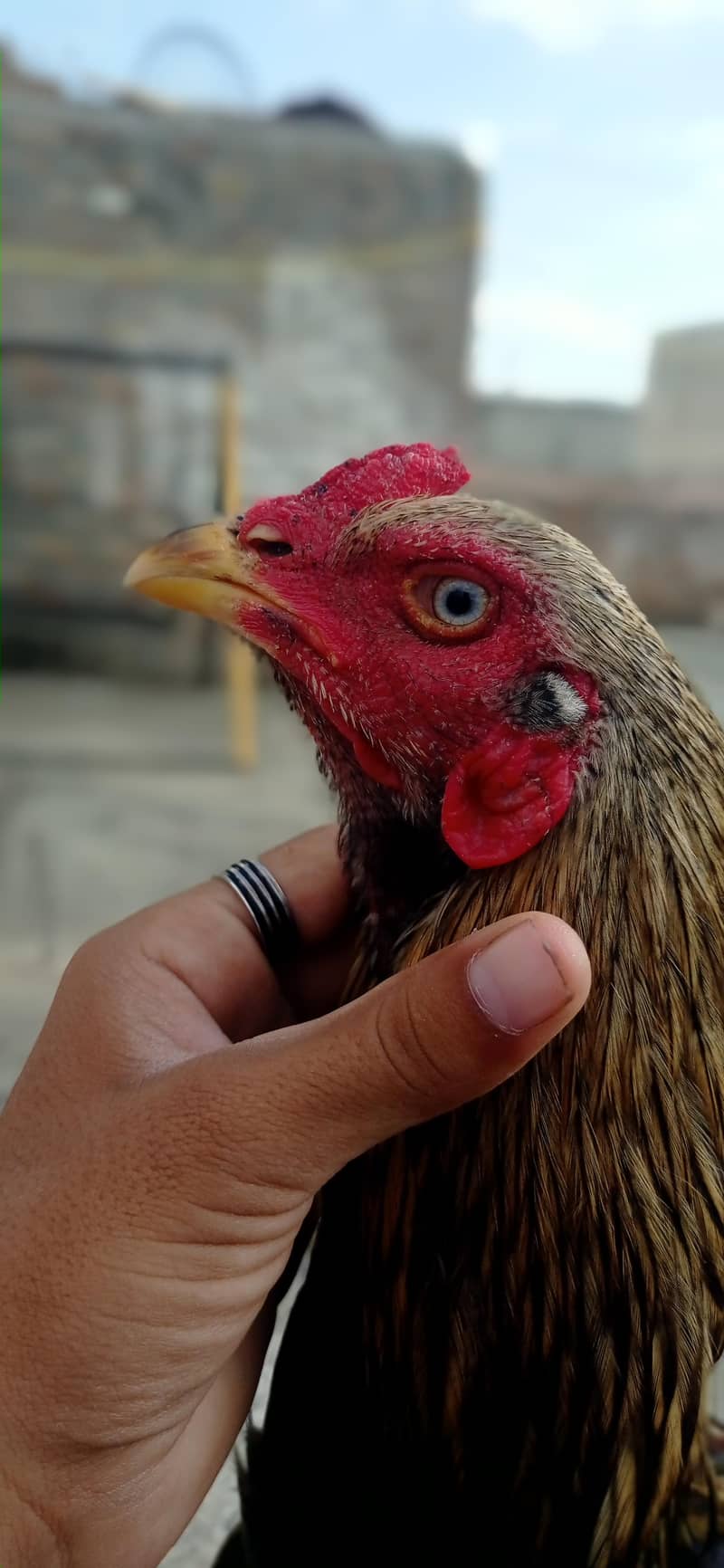 pure aseel JAVA phatha 0