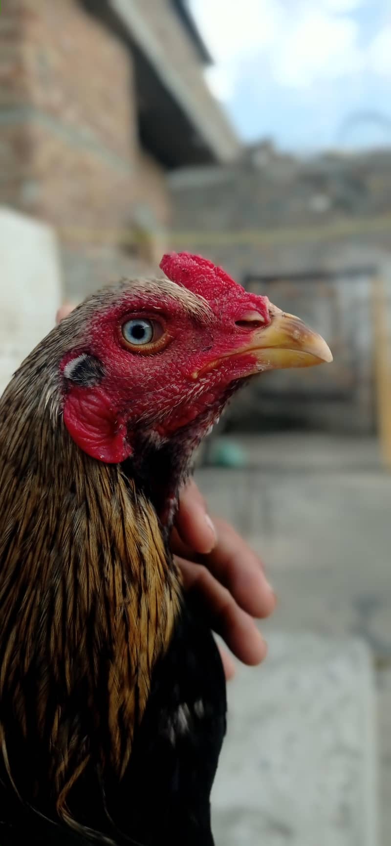 pure aseel JAVA phatha 1