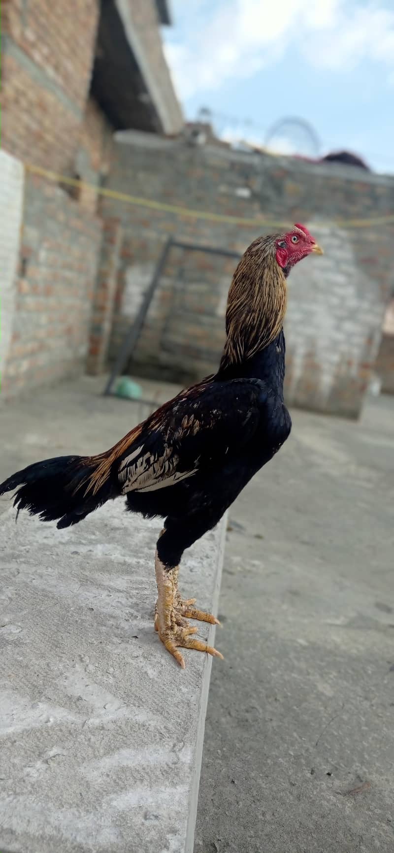 pure aseel JAVA phatha 2