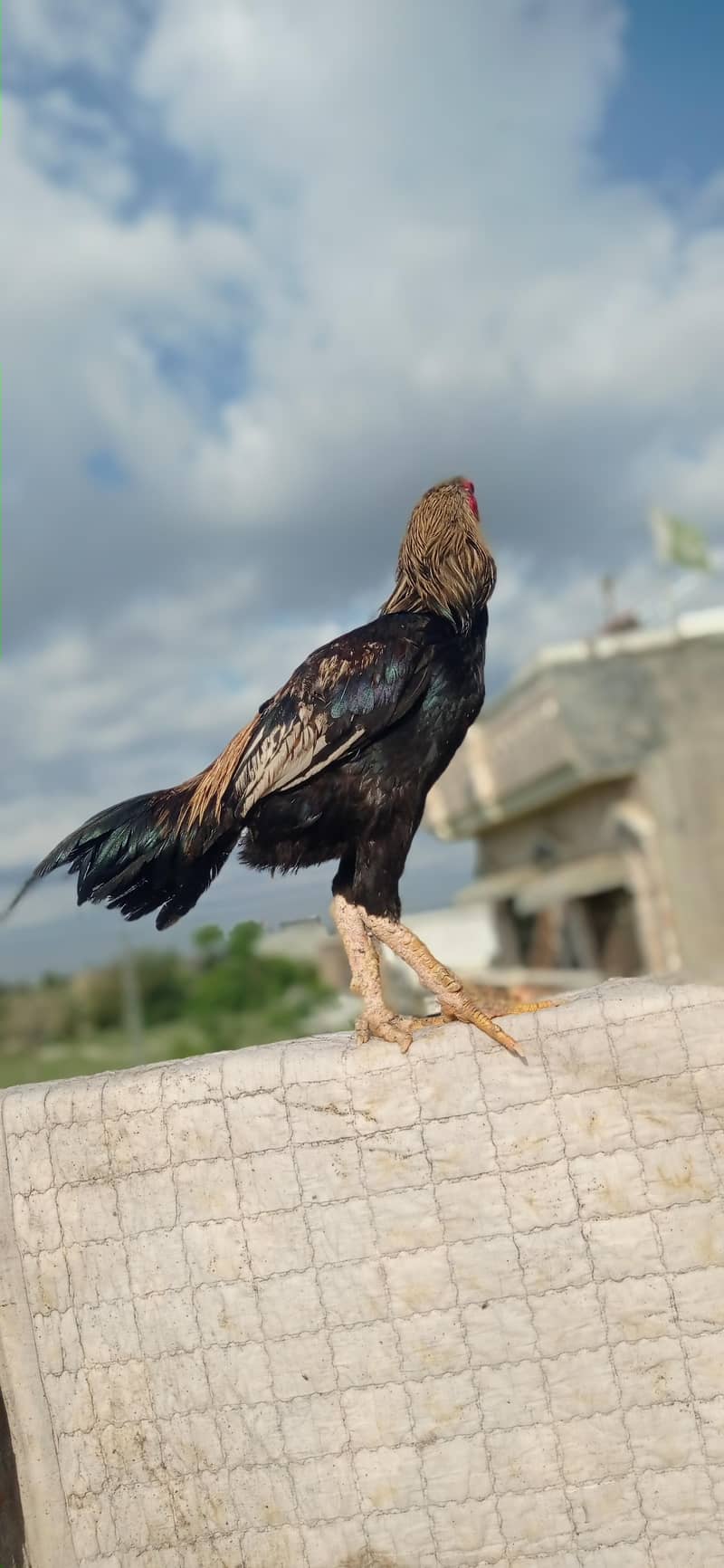 pure aseel JAVA phatha 4