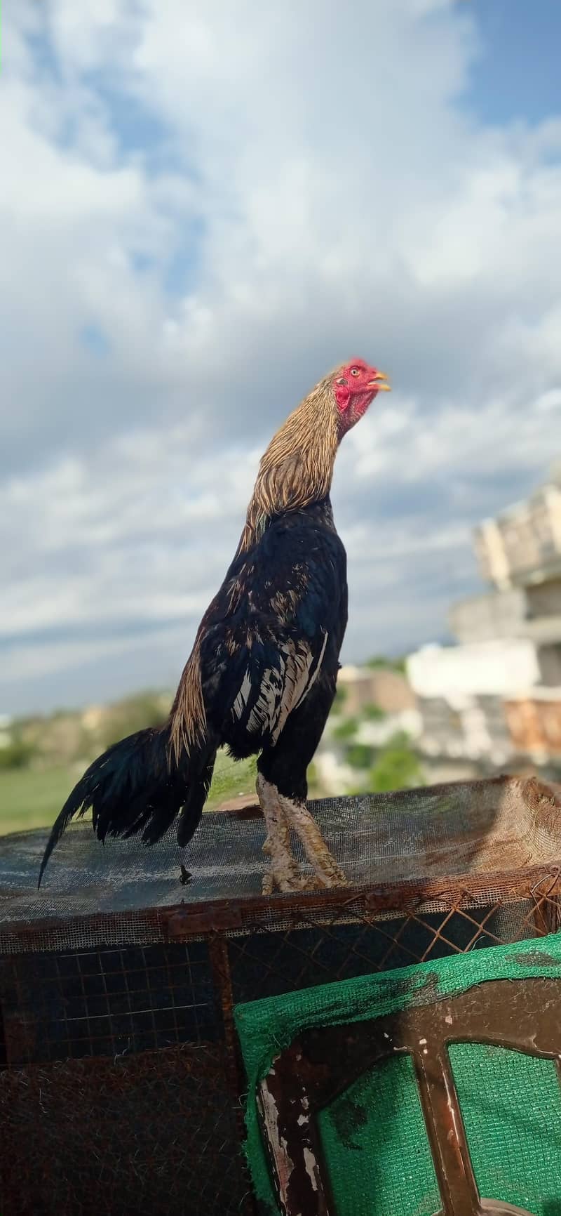 pure aseel JAVA phatha 6