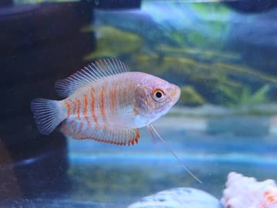 Dwarf gourami fish