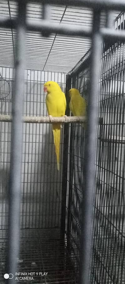 yellow ringneck parrot