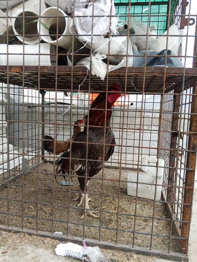 bacho KY lya boht acha murgha ha ya phly larta rhta tha is NY 4 medan