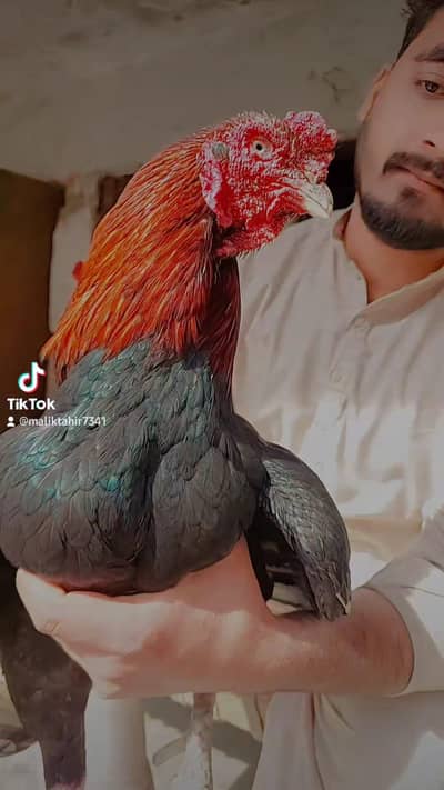 Aseel lakha murgha top quality