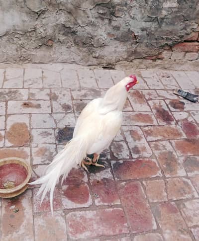 High quality aseel murgha for sale