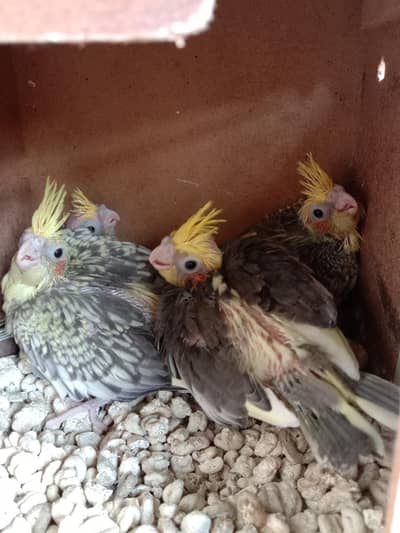 cocktail chicks for hand tame