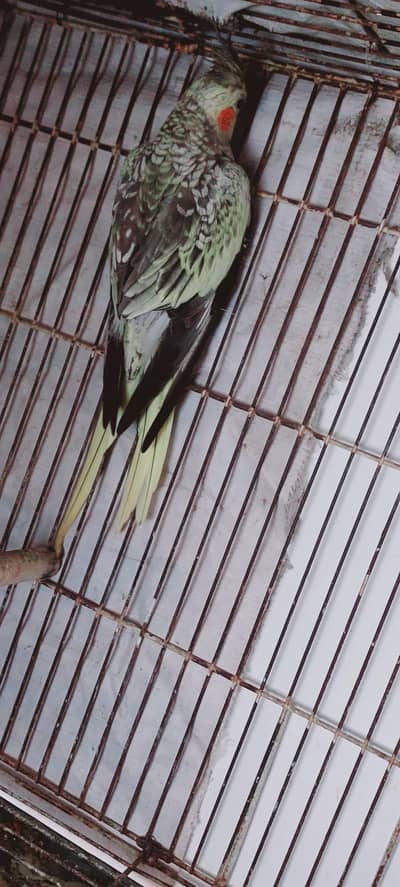 Cocktail female