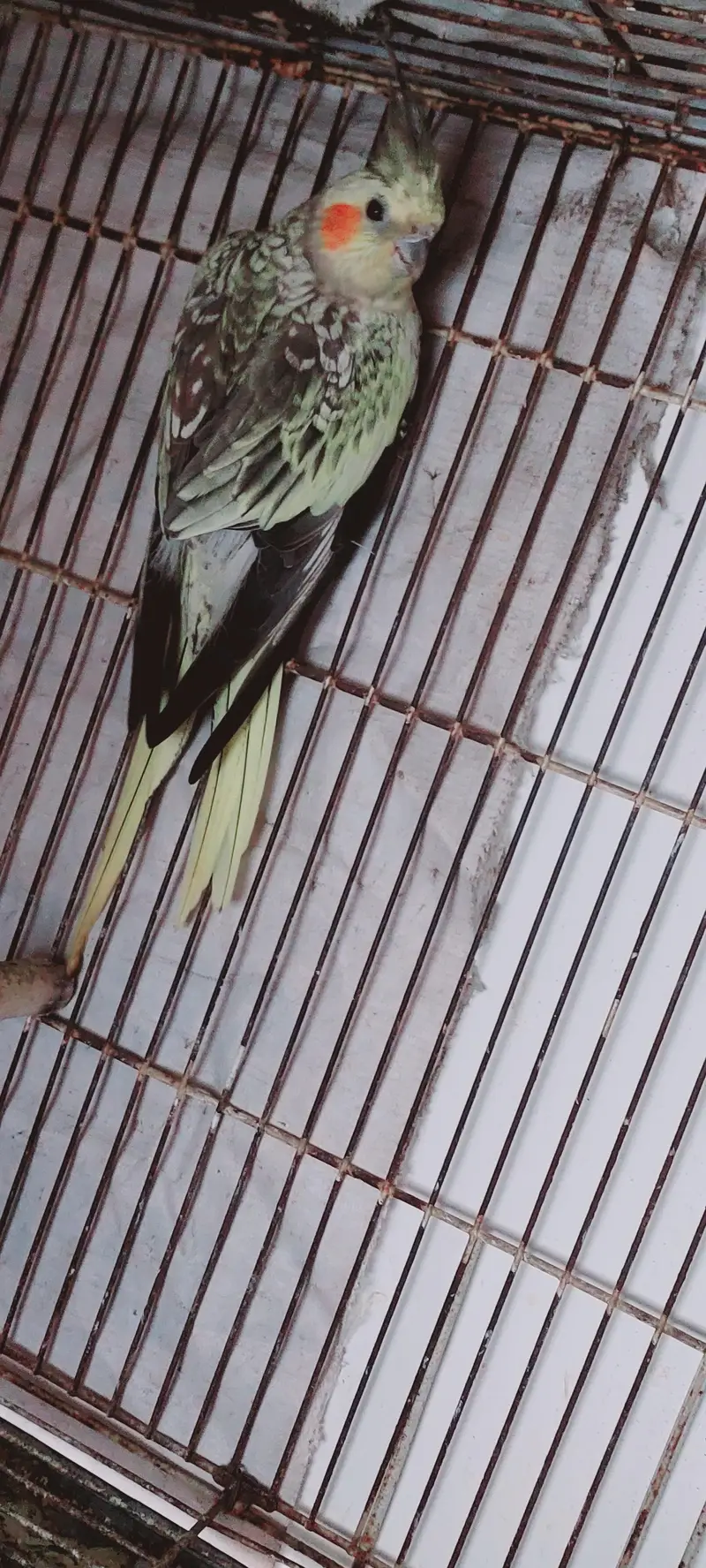 Cocktail female — photo 2