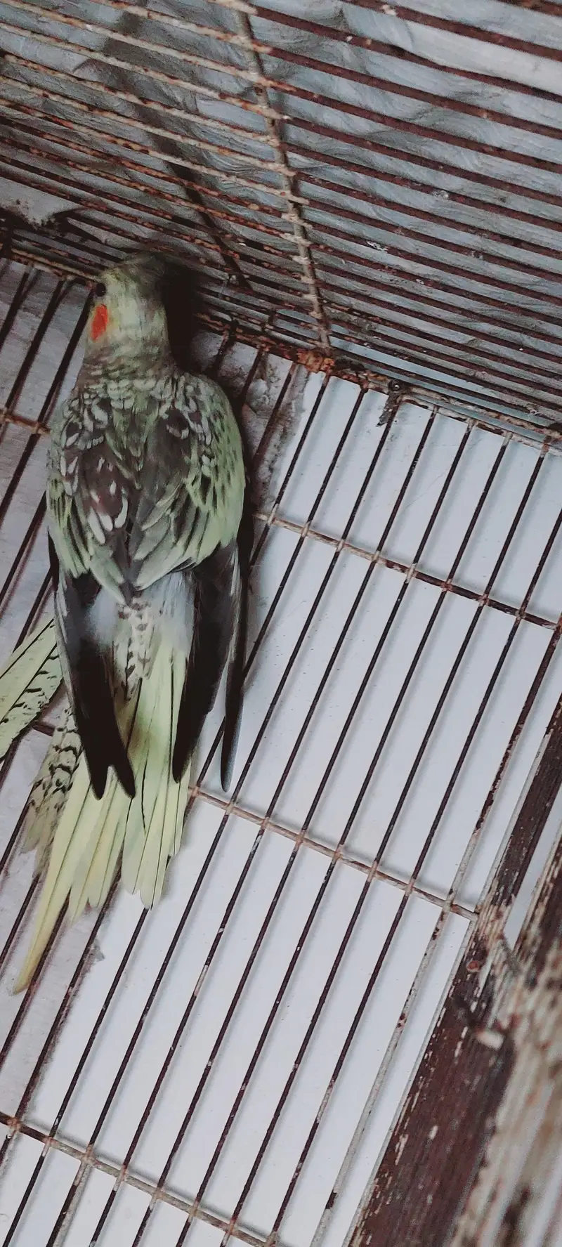 Cocktail female — photo 3