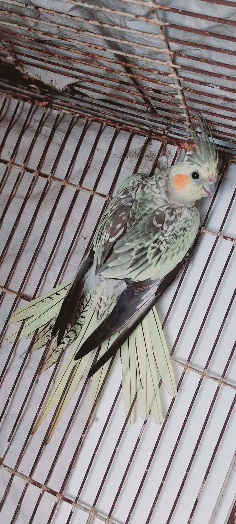 Cocktail female — photo 4