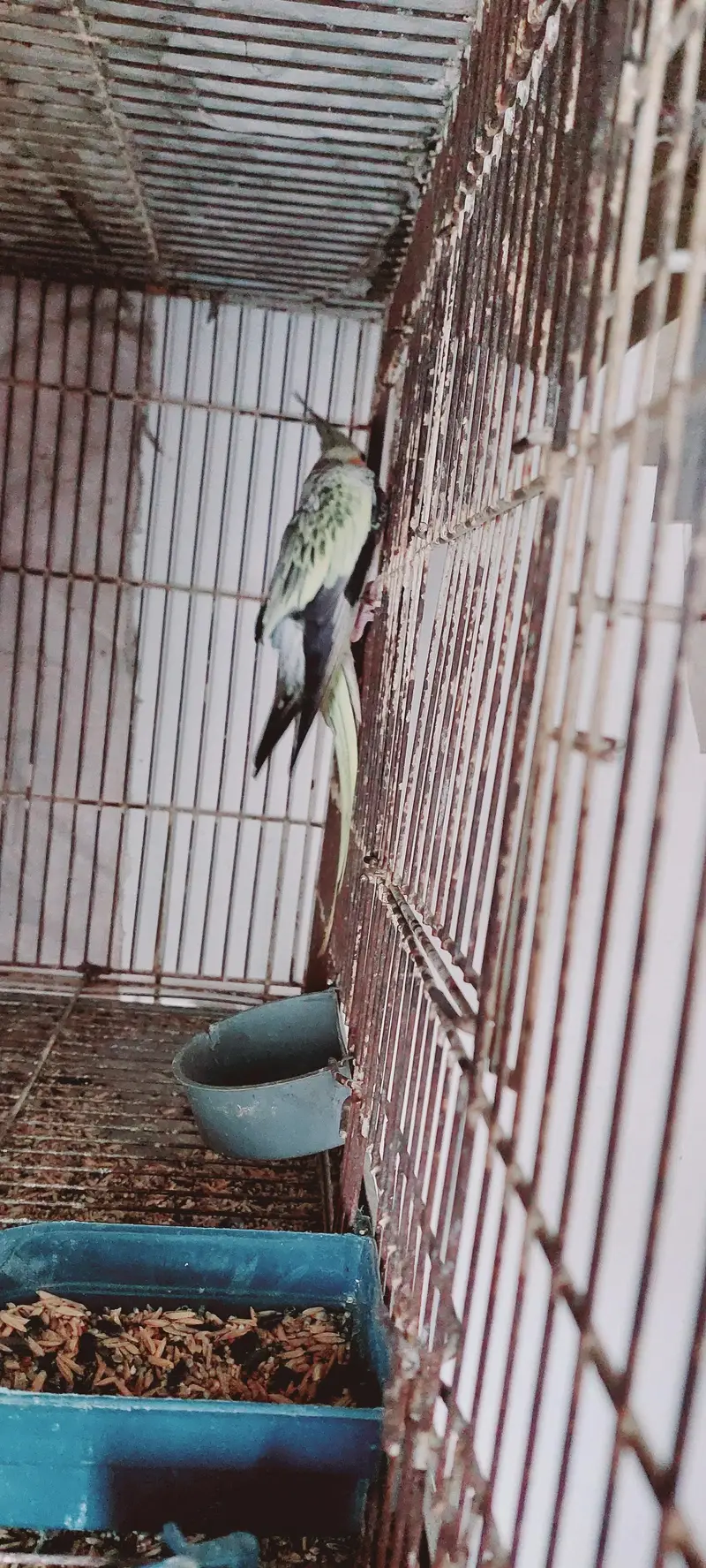 Cocktail female — photo 5
