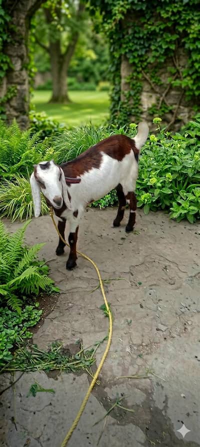 Premium Beetal Cross female for Sale – 15 Months, Active & Healthy