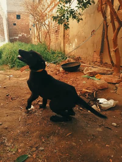Labrador mix, Beautiful black color. 