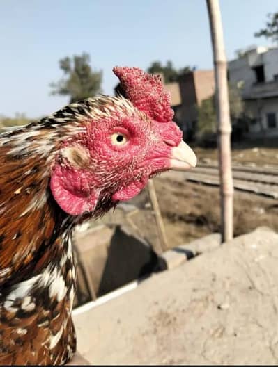 miyawale top quality