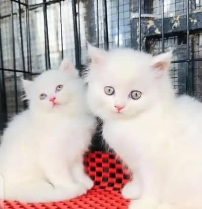 Cat for sale only WhatsApp number 03468556940