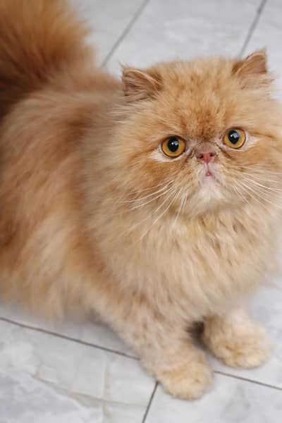 exotic/peki/Big round eye/Long, fluffy coat/Round face/small ears/nose