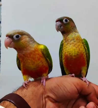 green cheek cnore handtame pair / astralian male handtame
