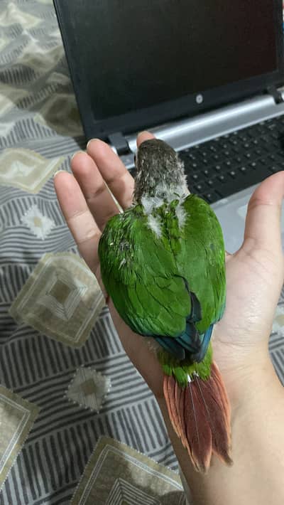 Yellow sided conure | green chick conure | pineapple conure