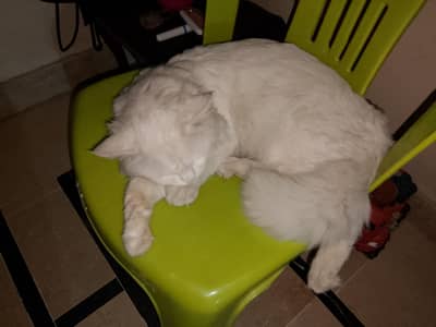 urgent sale male cat