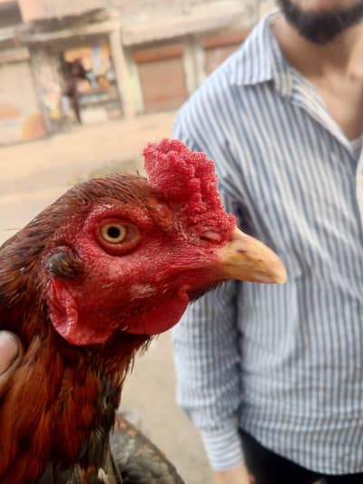 Pakistani aseel murga