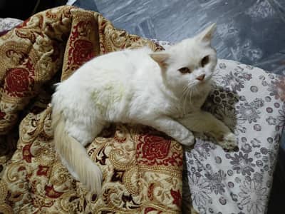 Persian cat