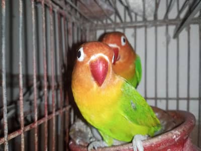 Fischer 100% Breeder pair