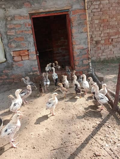 40 pieces 60k Aseel chicks