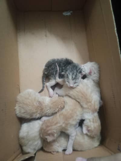 black and orange color cats available